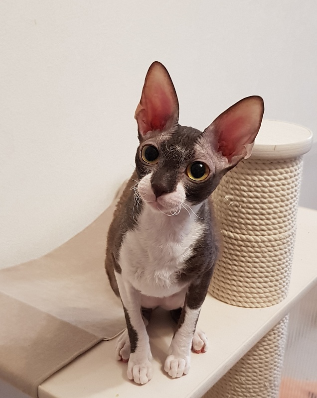 Kleopatra Elemani Dream - Adult cornish rex 1 year 2 weeks