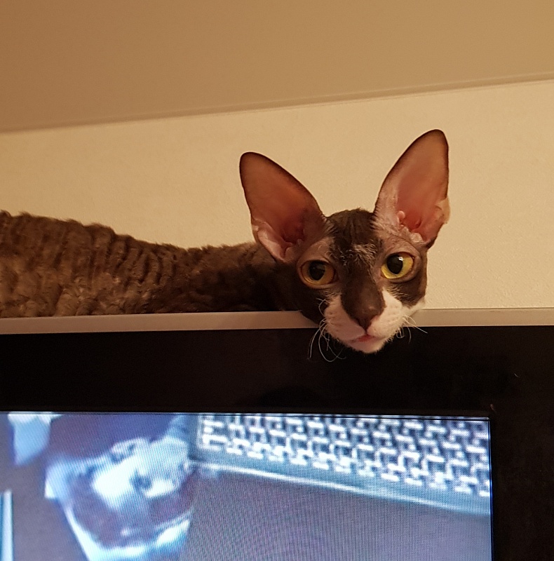 Kleopatra Elemani Dream - Adult cornish rex 1 year