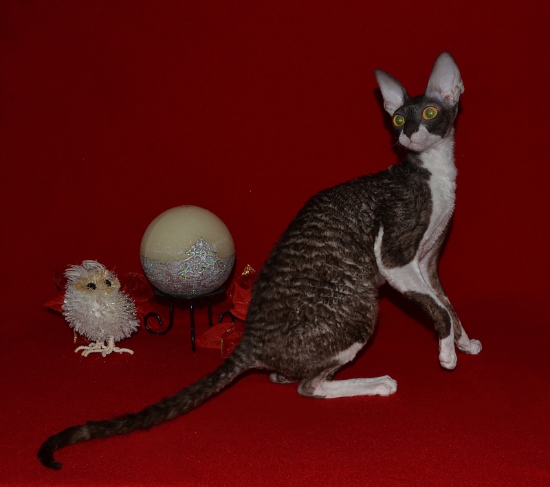 Kleopatra Elemani Dream - Adult cornish rex 10 months 4 weeks