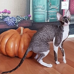 Kleopatra Elemani Dream