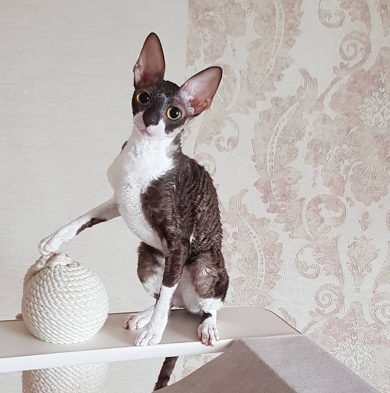 Kleopatra Elemani Dream - Junior cornish rex 8 months 1 week