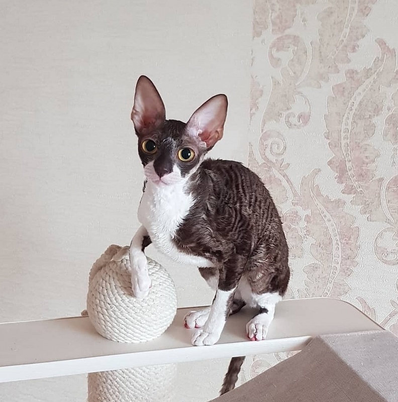 Kleopatra Elemani Dream - Junior cornish rex 8 months 1 week