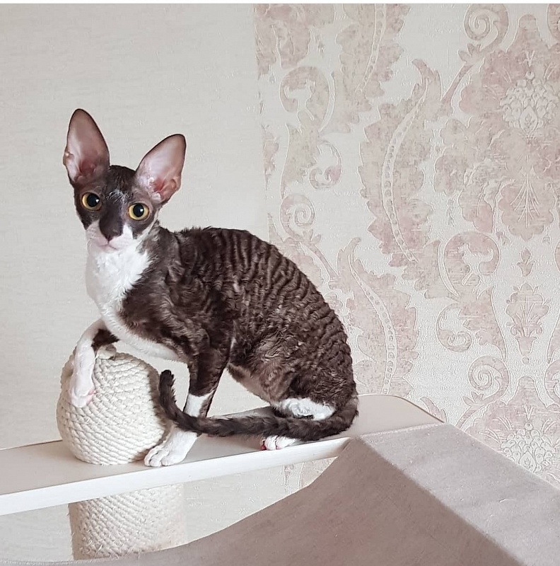 Kleopatra Elemani Dream - Junior cornish rex 8 months 1 week