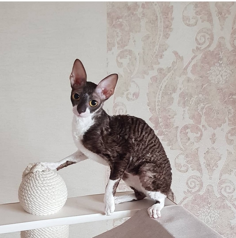 Kleopatra Elemani Dream - Junior cornish rex 8 months 1 week