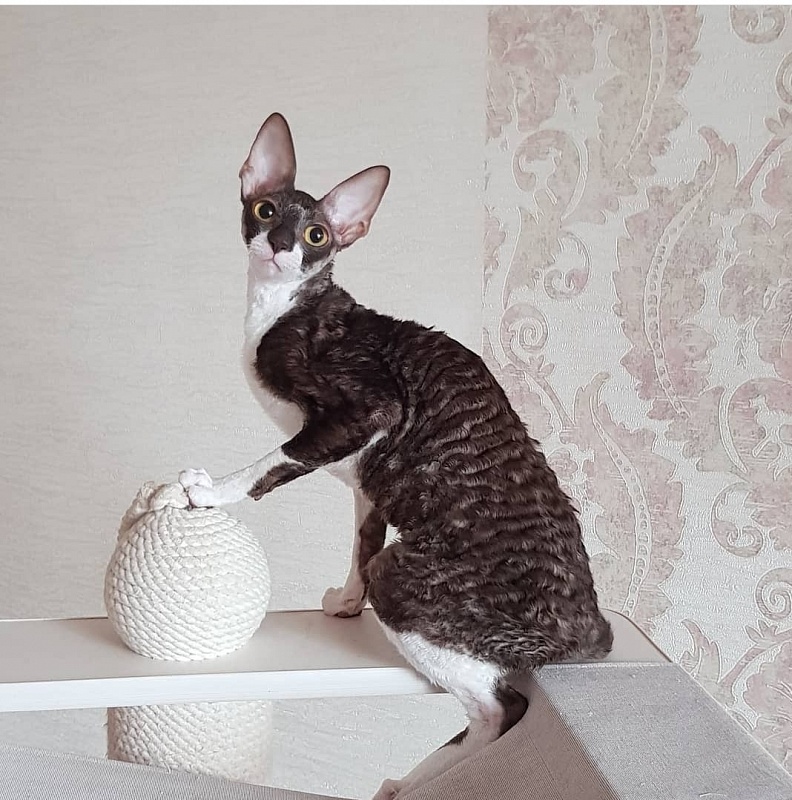 Kleopatra Elemani Dream - Junior cornish rex 8 months 1 week