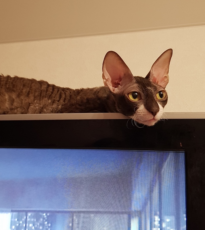 Kleopatra Elemani Dream - Adult cornish rex 1 year