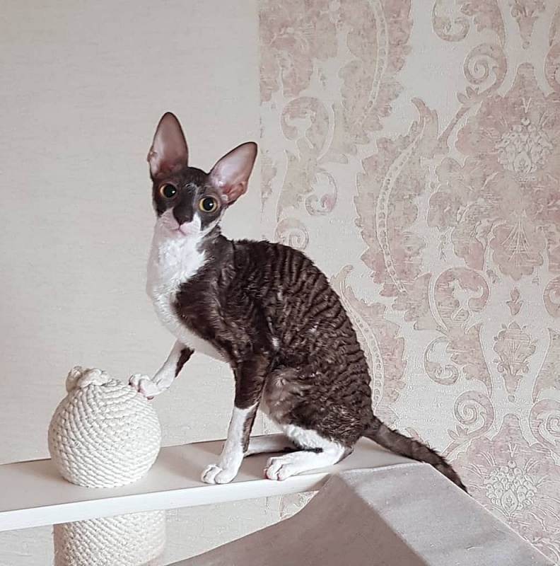 Kleopatra Elemani Dream - Junior cornish rex 8 months 1 week