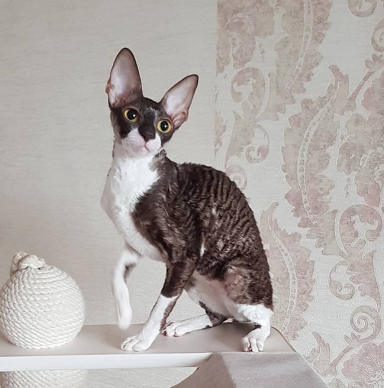 Kleopatra Elemani Dream - Junior cornish rex 8 months 1 week