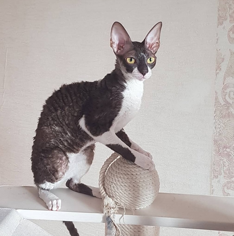 Kleopatra Elemani Dream - Junior cornish rex 8 months 1 week