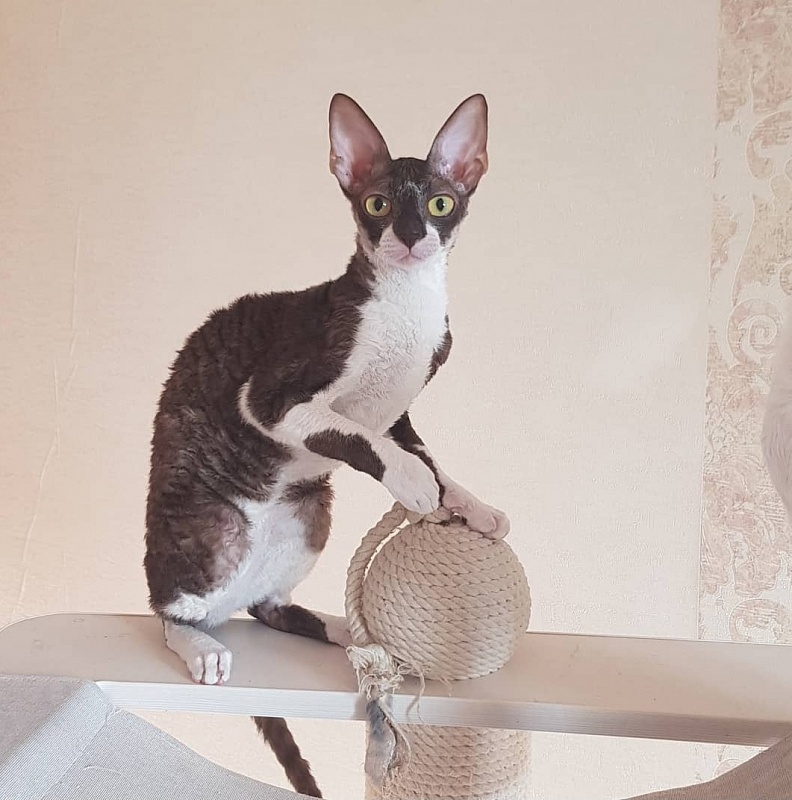 Kleopatra Elemani Dream - Junior cornish rex 8 months 1 week