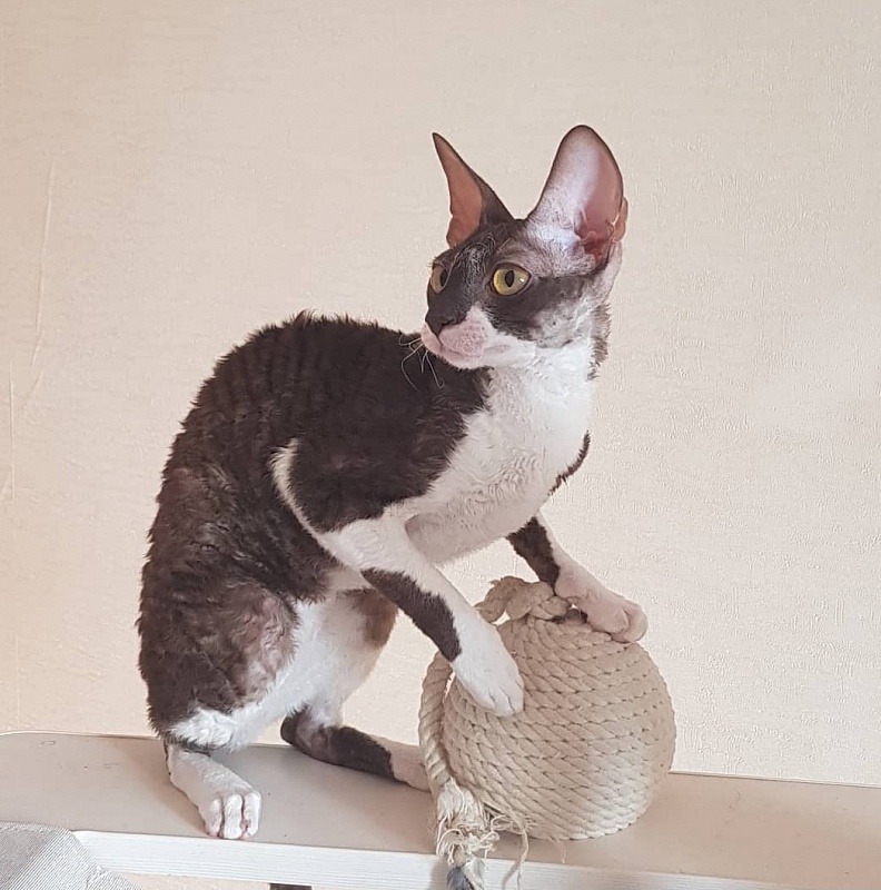 Kleopatra Elemani Dream - Junior cornish rex 8 months 1 week