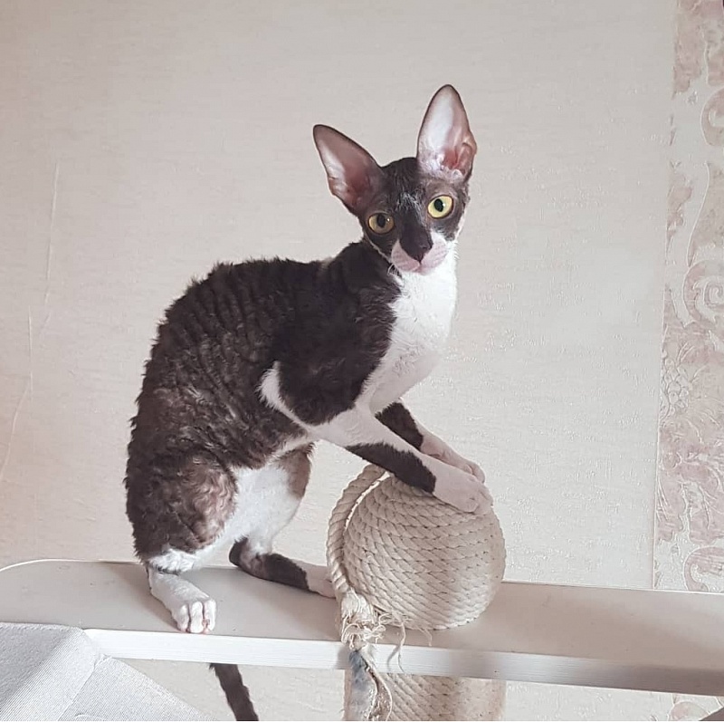 Kleopatra Elemani Dream - Junior cornish rex 8 months 1 week