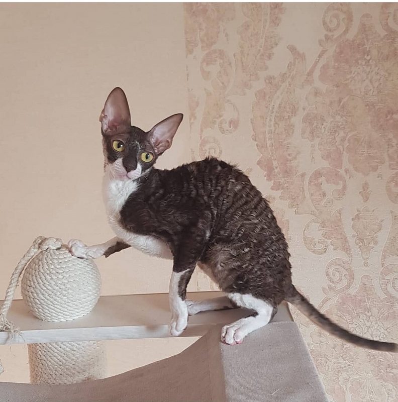 Kleopatra Elemani Dream - Junior cornish rex 8 months 1 week