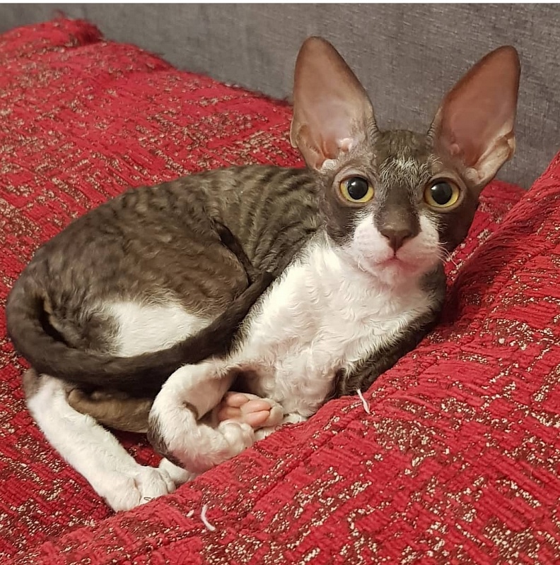 Kleopatra Elemani Dream - Kitten cornish rex 3 months 3.5 weeks