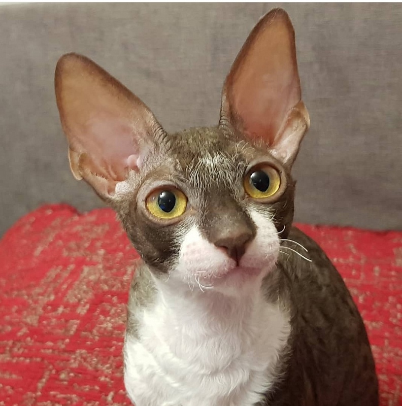 Kleopatra Elemani Dream - Kitten cornish rex 3 months 3.5 weeks