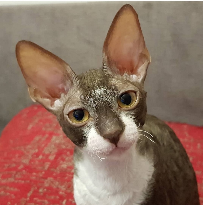 Kleopatra Elemani Dream - Kitten cornish rex 3 months 3.5 weeks