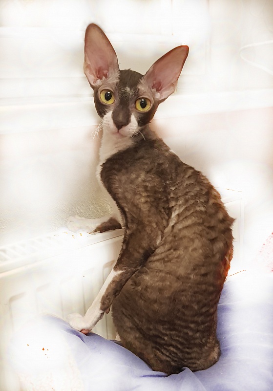 Kleopatra Elemani Dream - Adult cornish rex 11 months 3 weeks