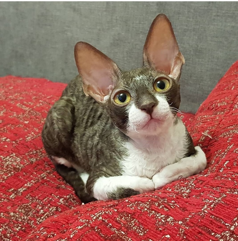 Kleopatra Elemani Dream - Kitten cornish rex 3 months 3.5 weeks