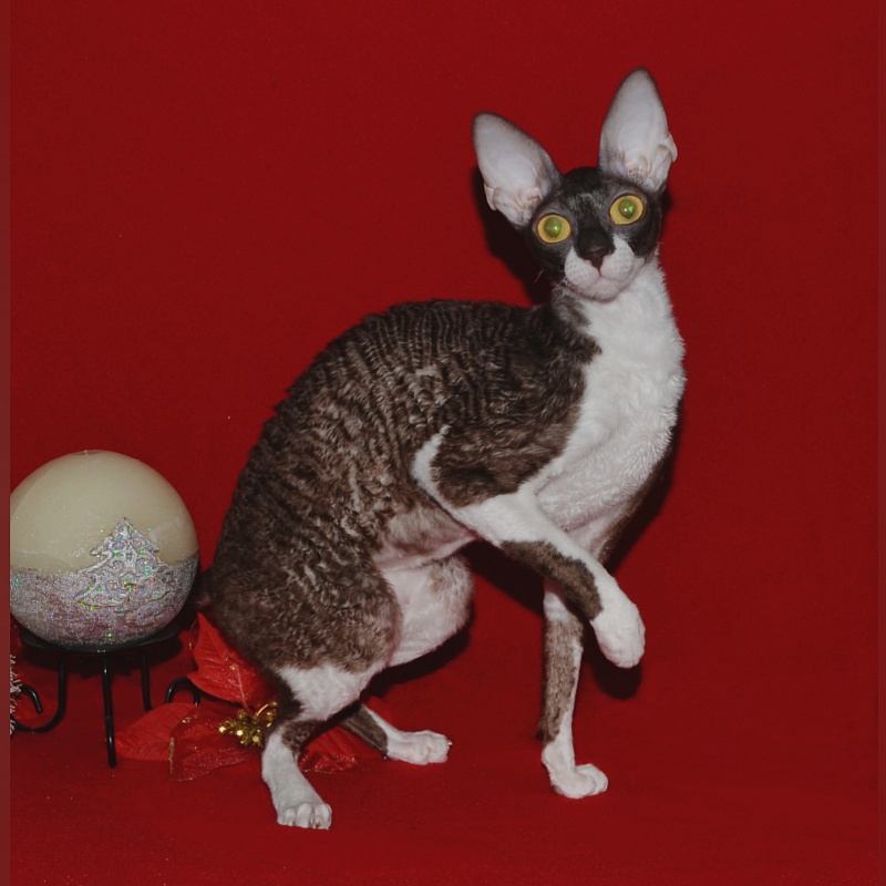 Kleopatra Elemani Dream - Adult cornish rex 10 months 3 weeks