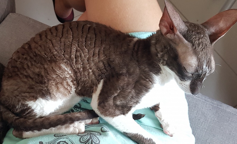 Kleopatra Elemani Dream - Junior cornish rex 7 months 2 weeks