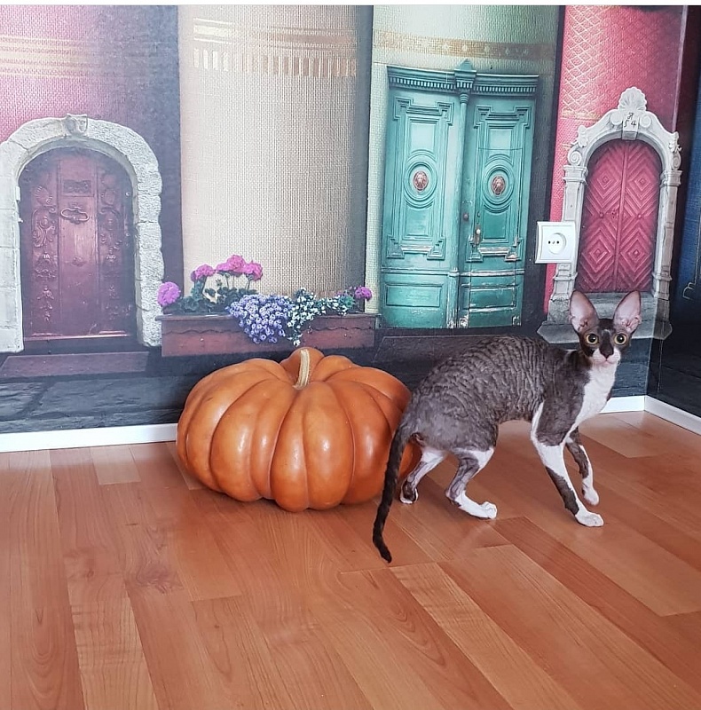 Kleopatra Elemani Dream - Adult cornish rex 1 year 1 month 1 week