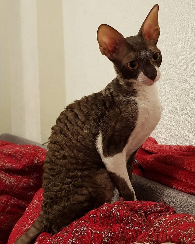 Kleopatra Elemani Dream - Kitten cornish rex 5 months 4 weeks