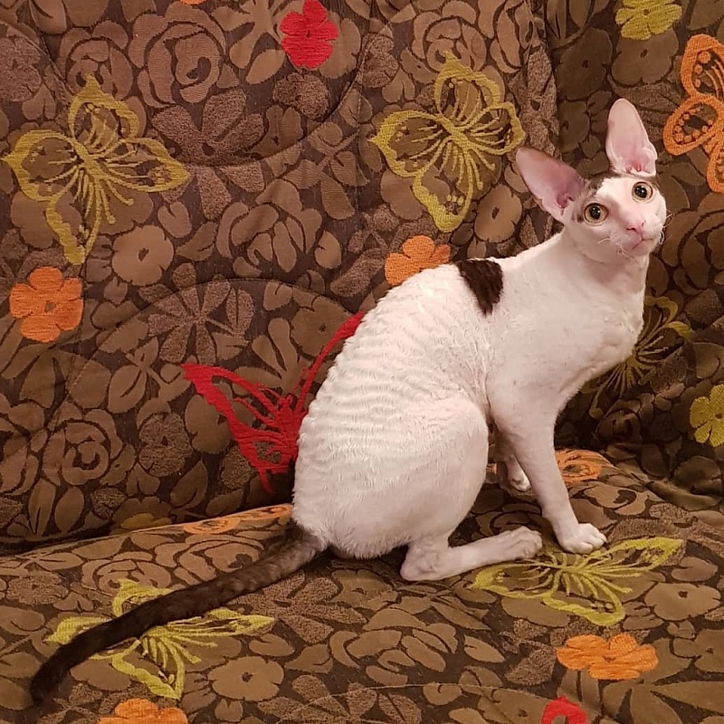 Dorian of Sabat First - cornish rex