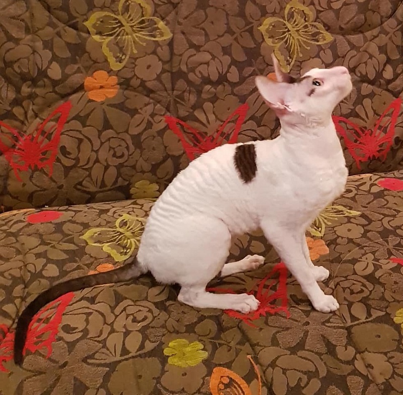 Dorian of Sabat First - cornish rex