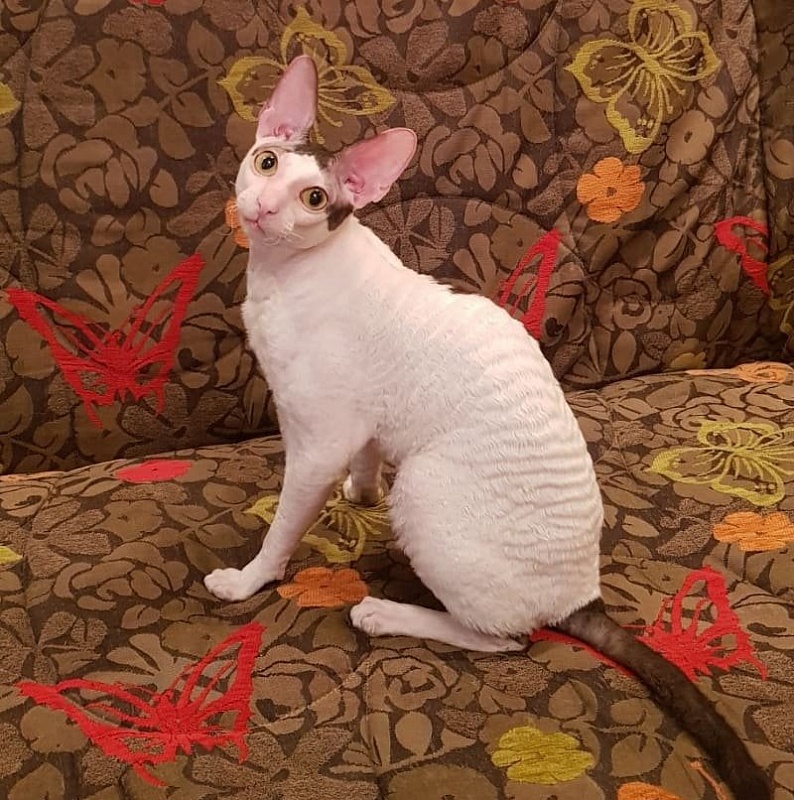 Dorian of Sabat First - cornish rex