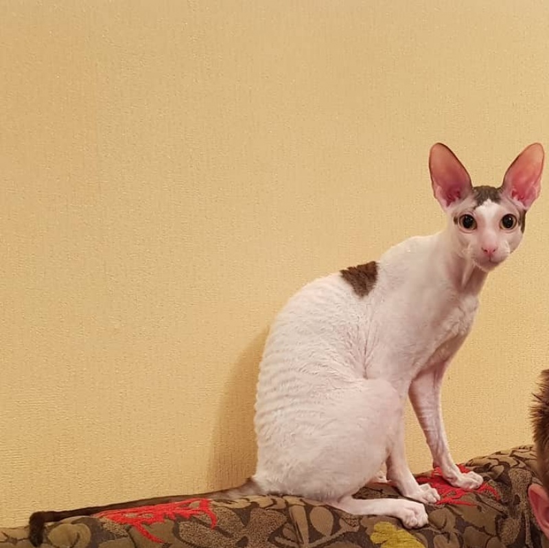 Dorian of Sabat First - cornish rex