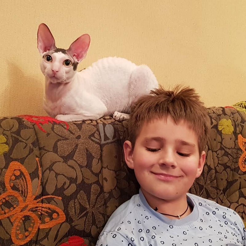 Dorian of Sabat First - cornish rex