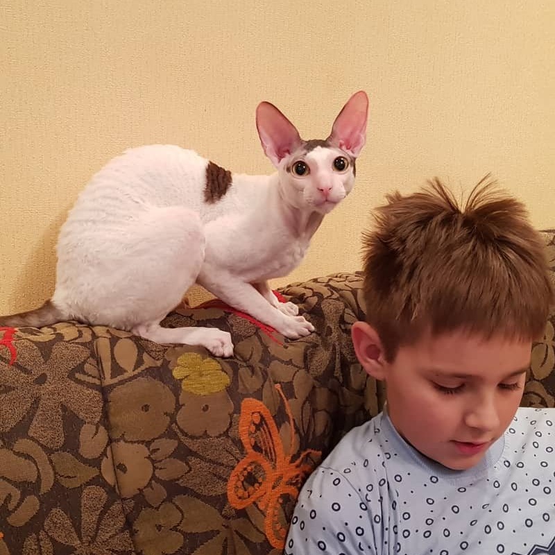 Dorian of Sabat First - cornish rex