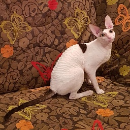 Dorian of Sabat First