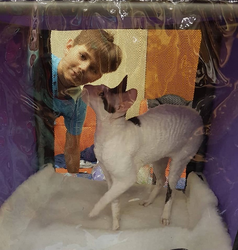 Dorian of Sabat First - cornish rex