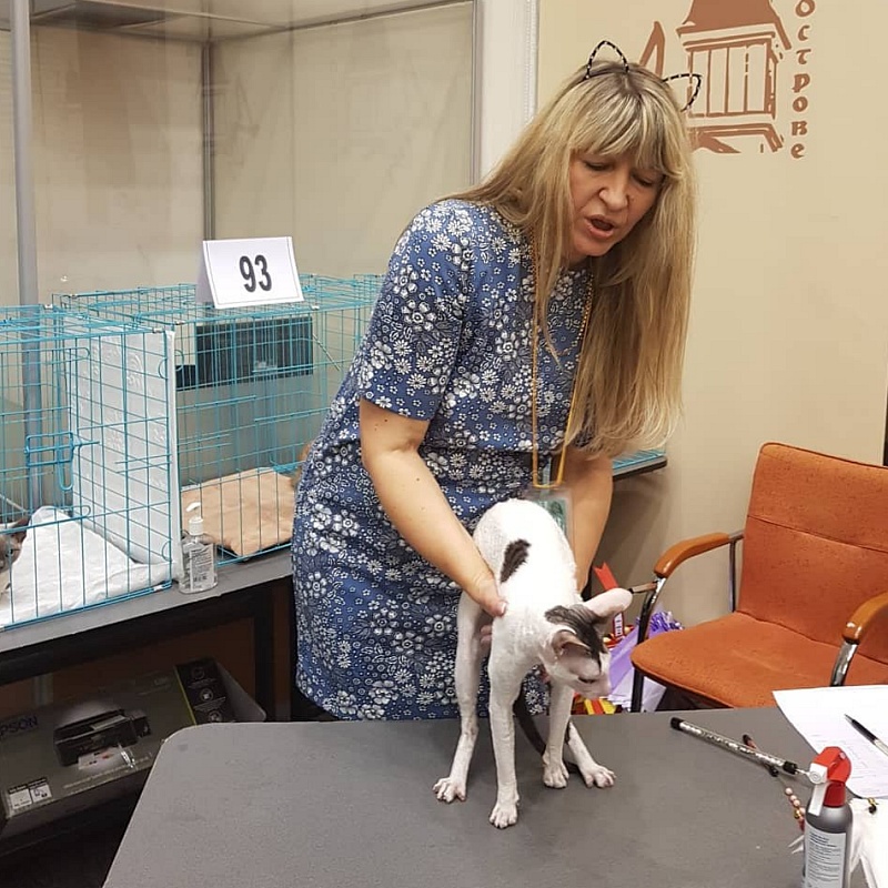 Dorian of Sabat First - cornish rex
