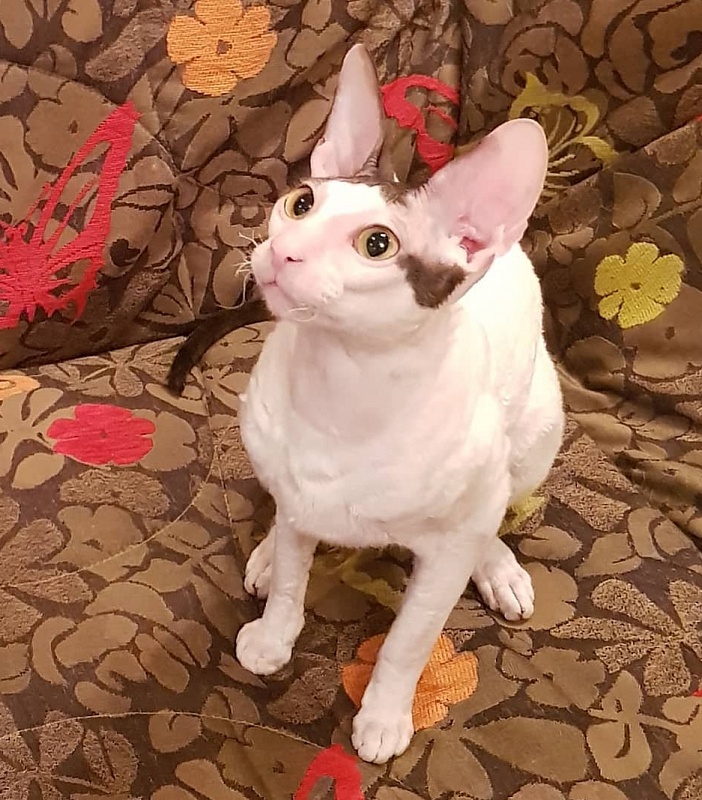 Dorian of Sabat First - cornish rex