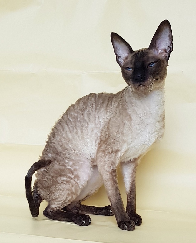 Elizabeth Star Forge - Adult cornish rex 3 years 9 months 3 weeks