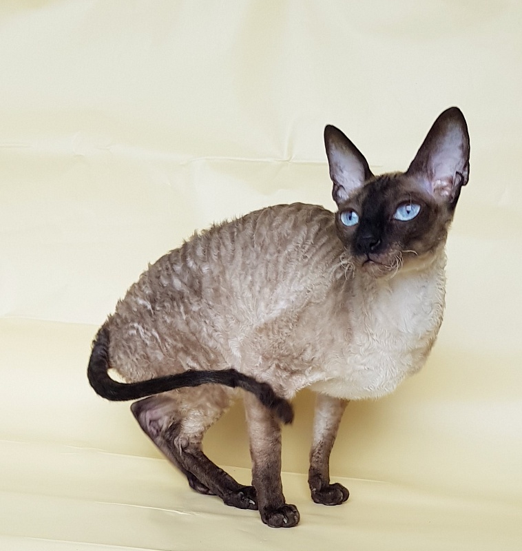 Elizabeth Star Forge - Adult cornish rex 3 years 9 months 3 weeks