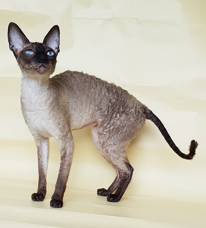 Elizabeth Star Forge - Adult cornish rex 3 years 9 months 3 weeks