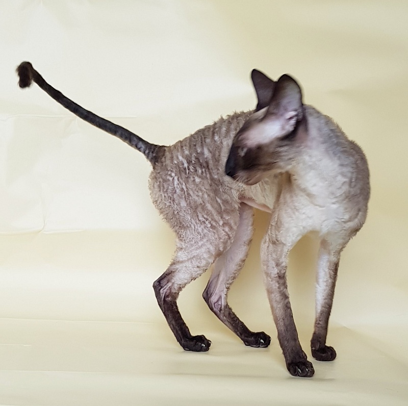 Elizabeth Star Forge - Adult cornish rex 3 years 9 months 3 weeks