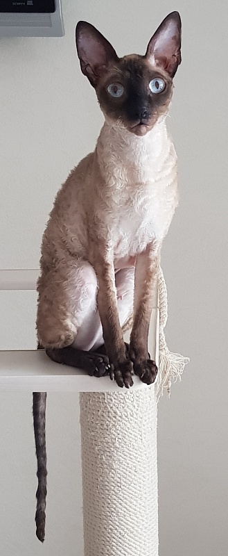 Elizabeth Star Forge - Adult cornish rex 3 years 9 months 3 weeks