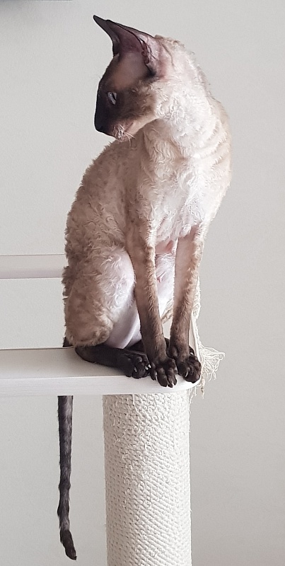 Elizabeth Star Forge - Adult cornish rex 3 years 9 months 3 weeks