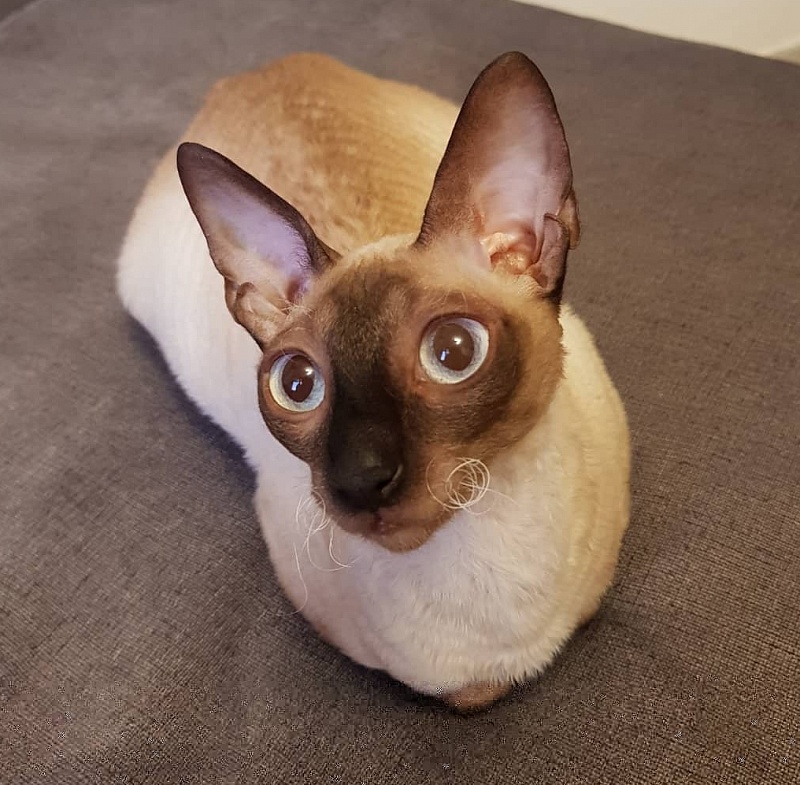 Elizabeth Star Forge - cornish rex