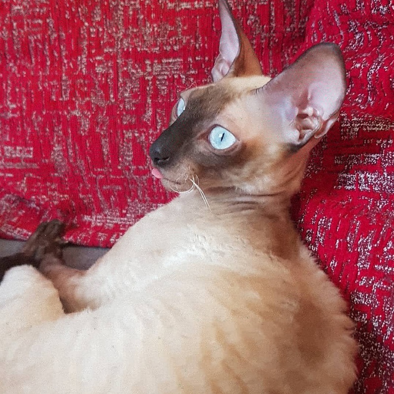 Elizabeth Star Forge - cornish rex