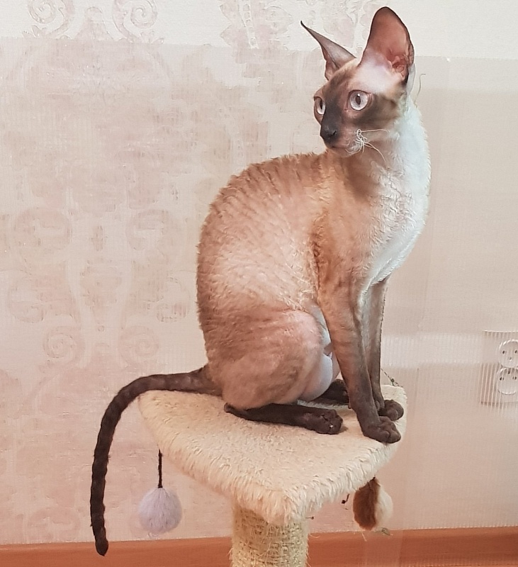 Elizabeth Star Forge - cornish rex