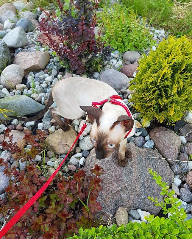 Elizabeth Star Forge - cornish rex