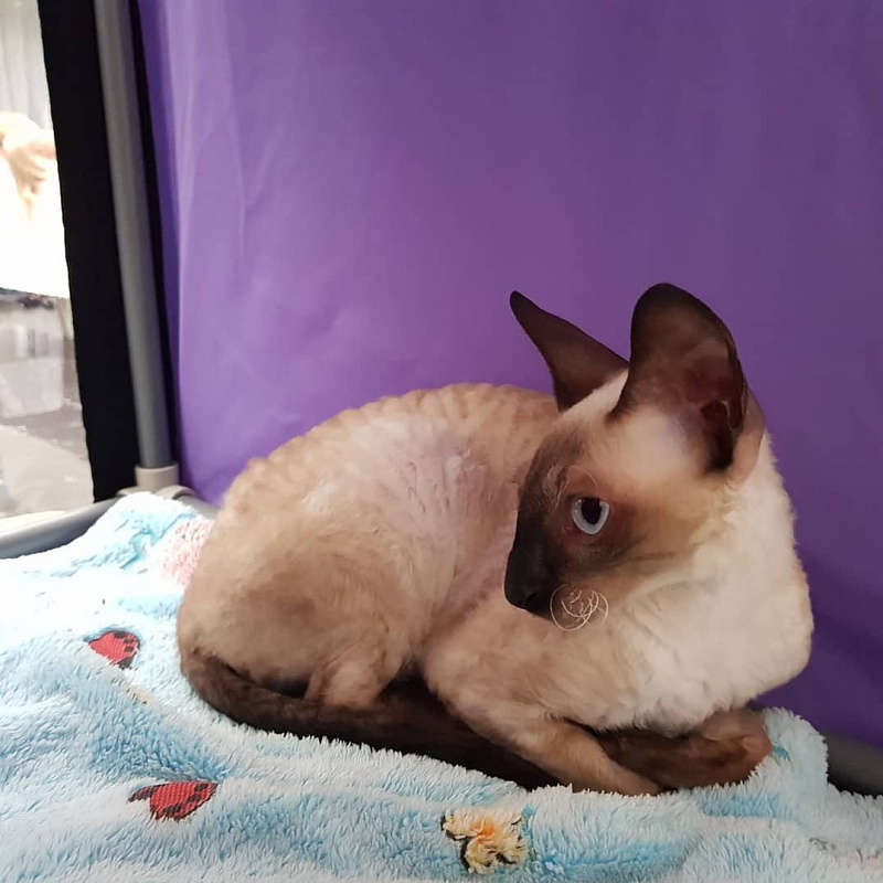 Elizabeth Star Forge - cornish rex