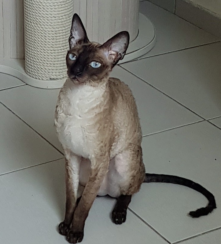 Elizabeth Star Forge - Adult cornish rex 3 years 9 months 3 weeks