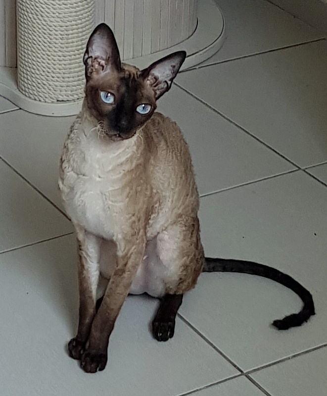 Elizabeth Star Forge - Adult cornish rex 3 years 9 months 3 weeks
