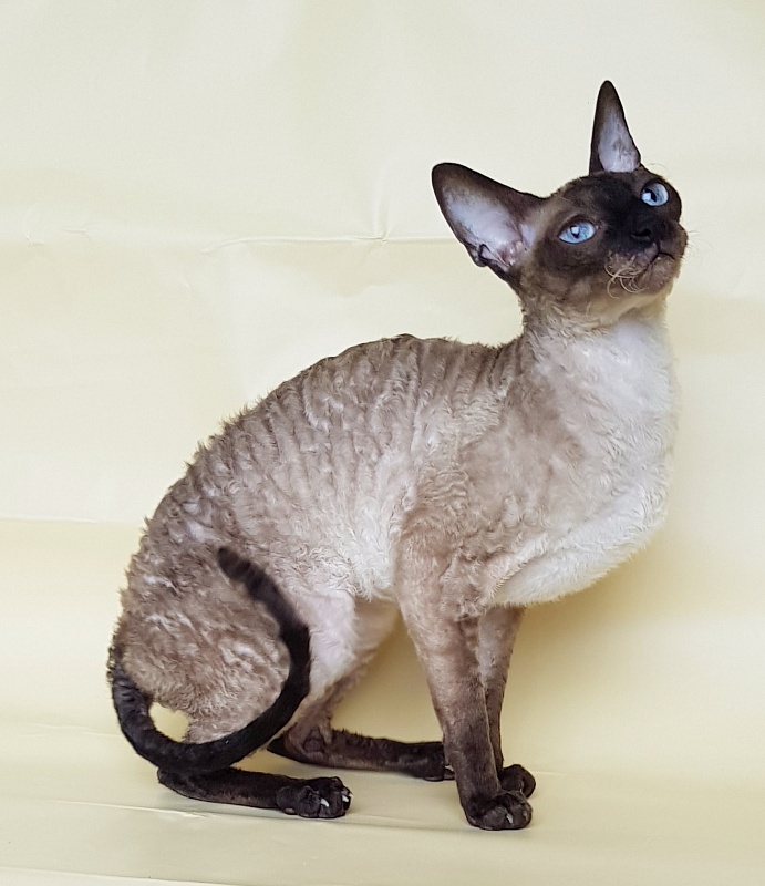Elizabeth Star Forge - Adult cornish rex 3 years 9 months 3 weeks
